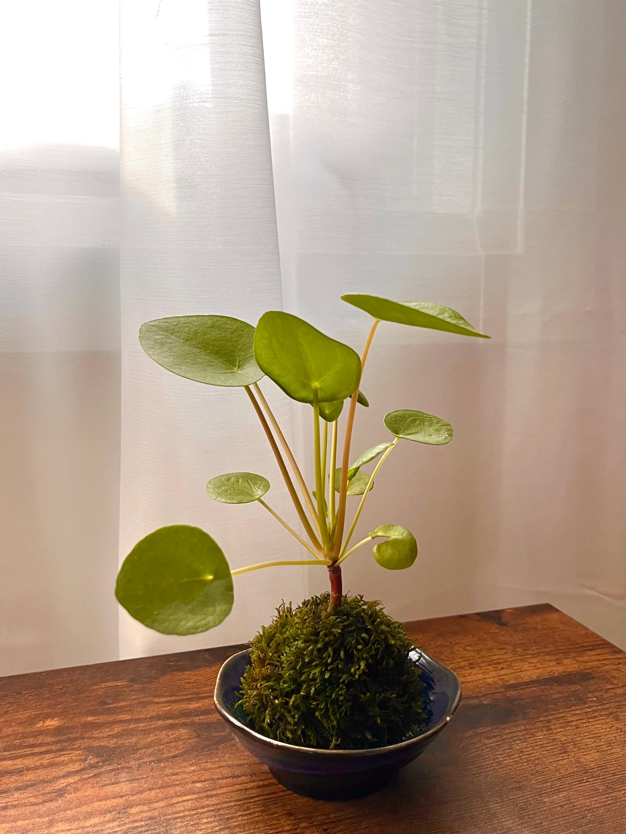 Coin Leaf Kokedama