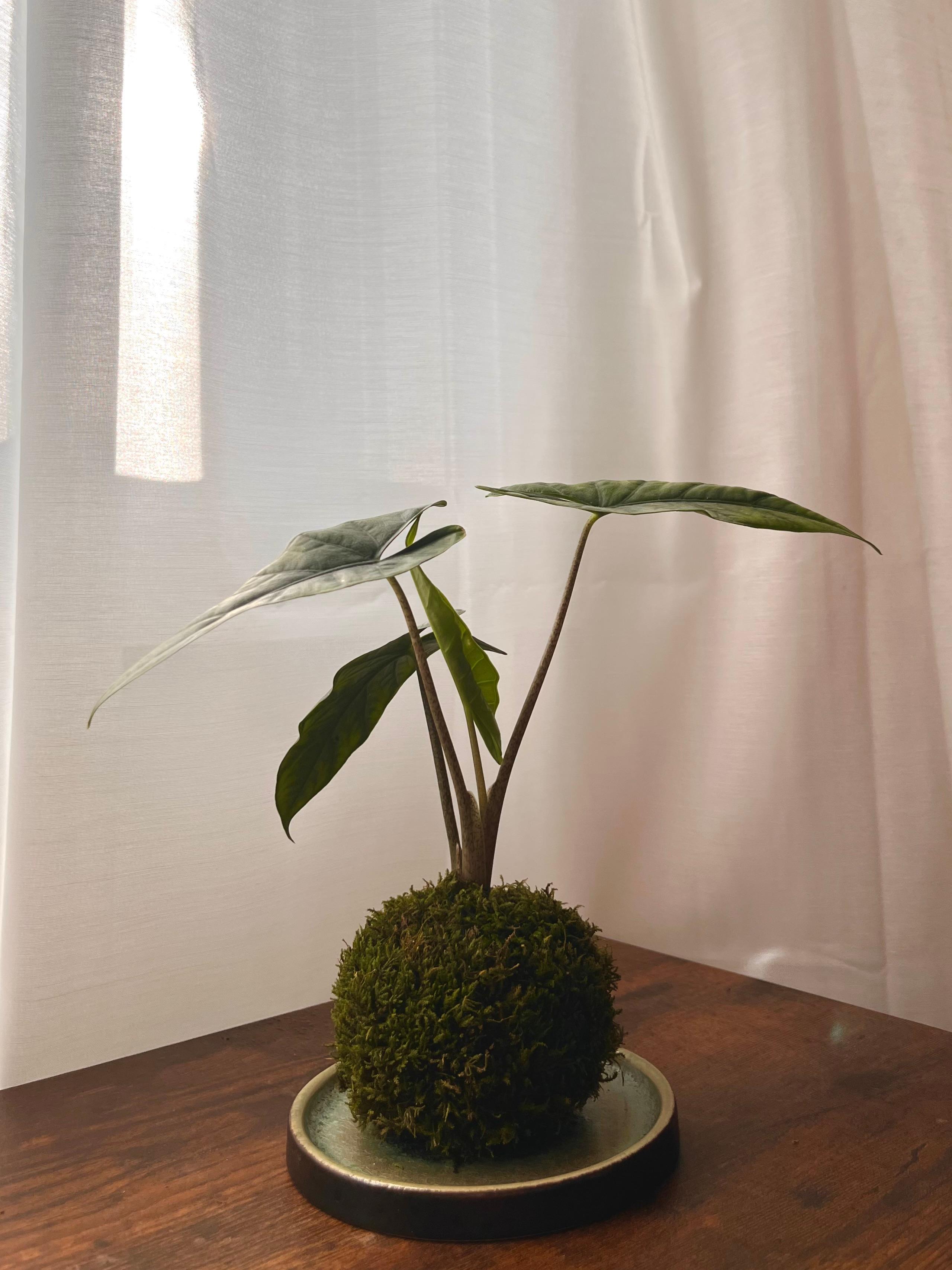 Still Silver Kokedama