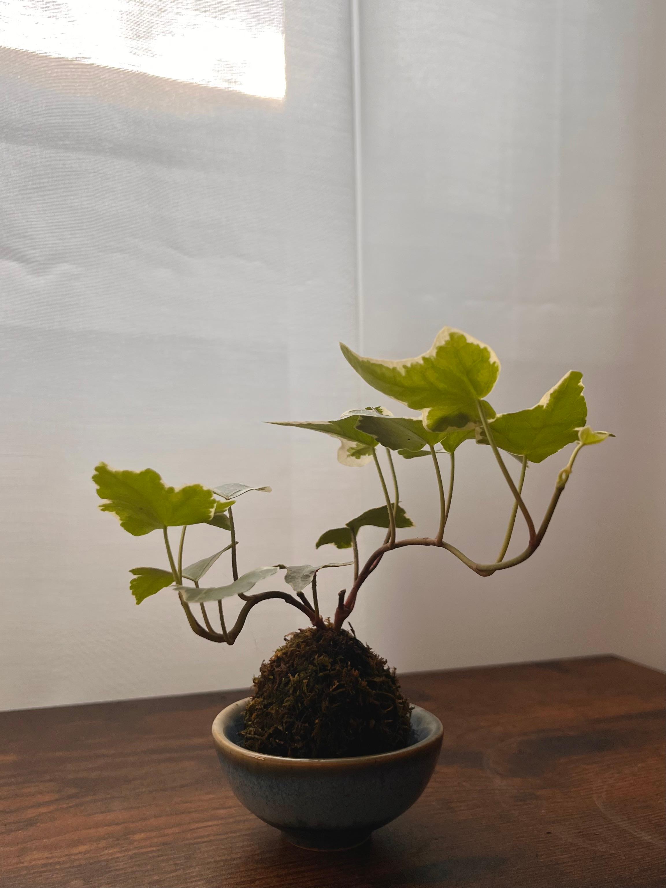 Meadow Ivy Kokedama